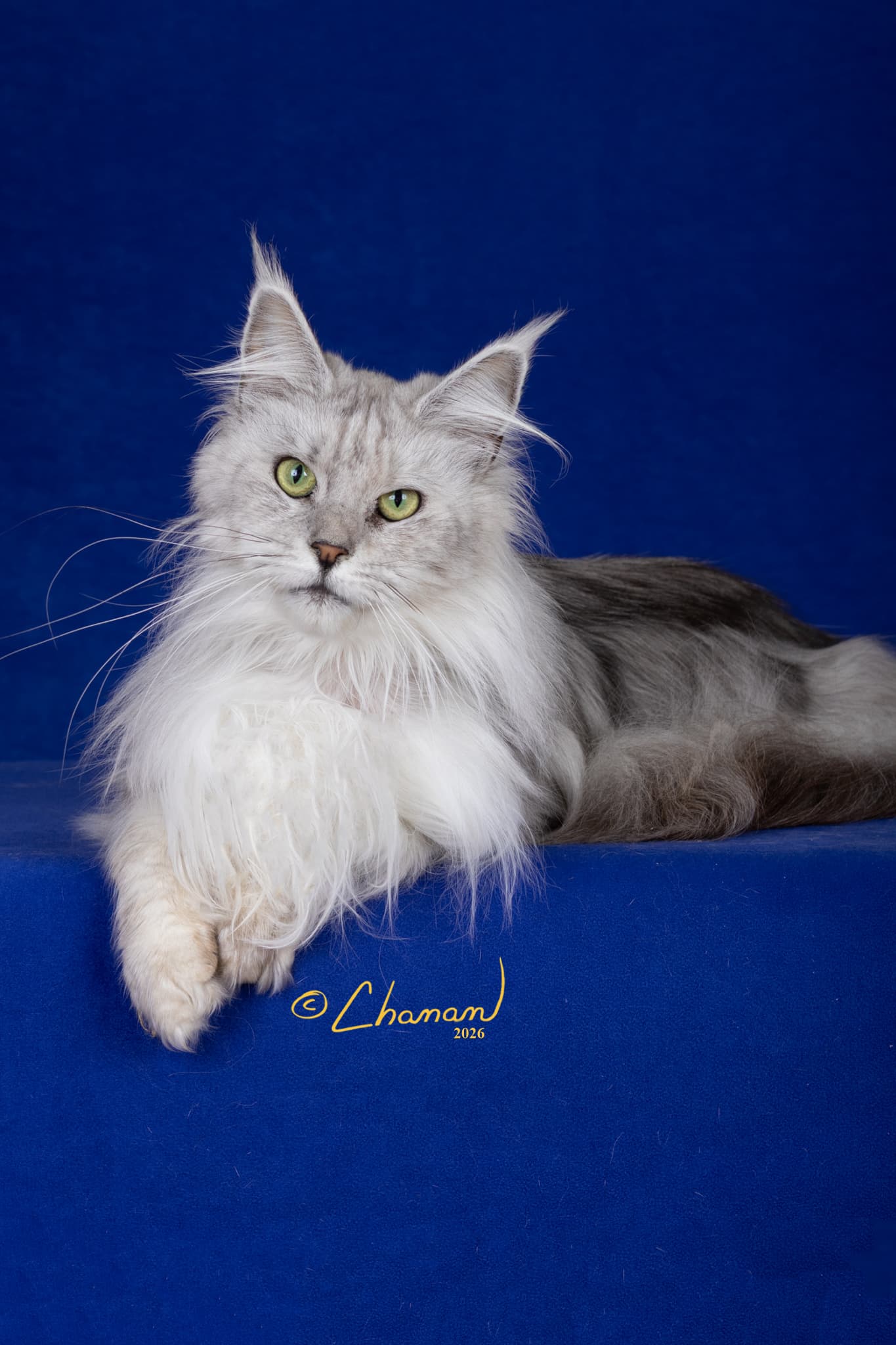 Diana Maine Coon TICA CFA registered Mindful Maine Coons
