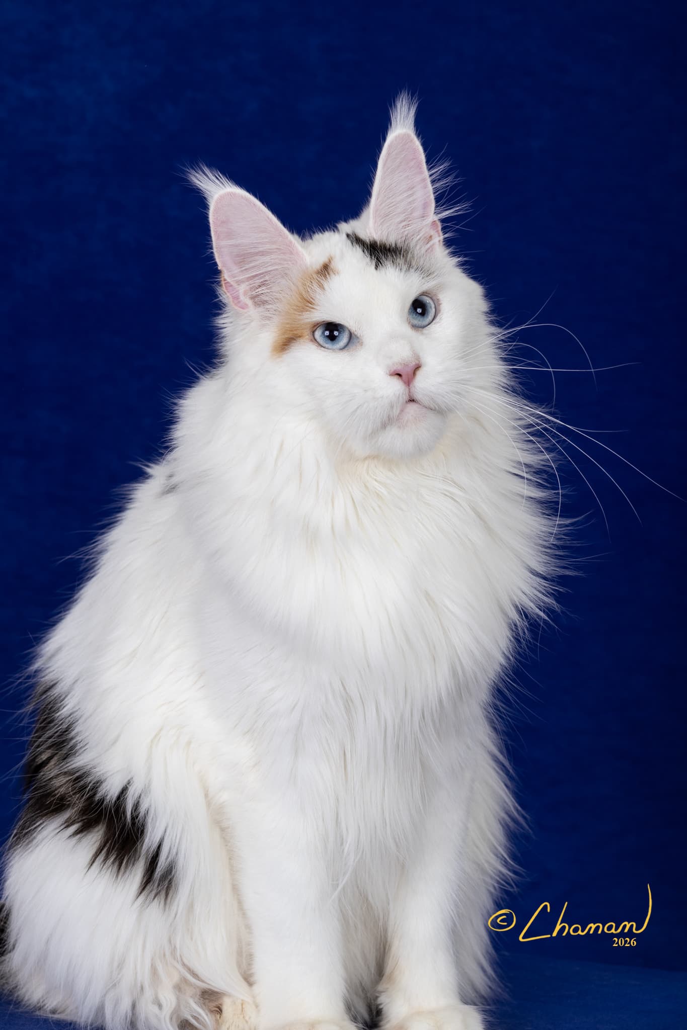 Gucci European champion black tortie white Maine Coon TICA CFA registered Mindful Maine Coons