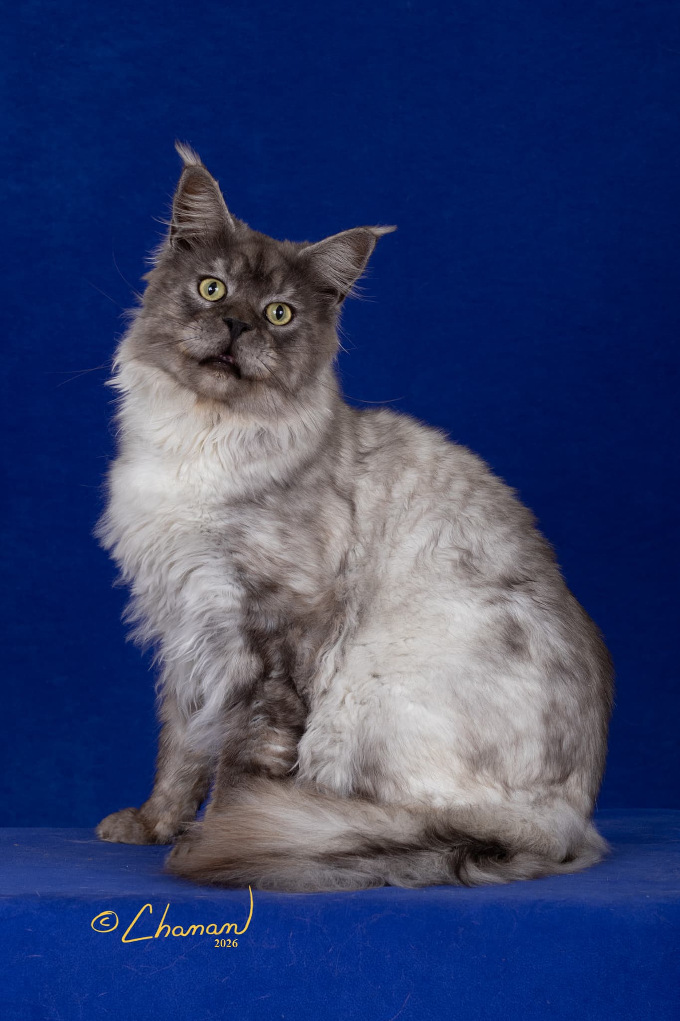 Koosh European champion black smoke Maine Coon TICA CFA registered Mindful Maine Coons