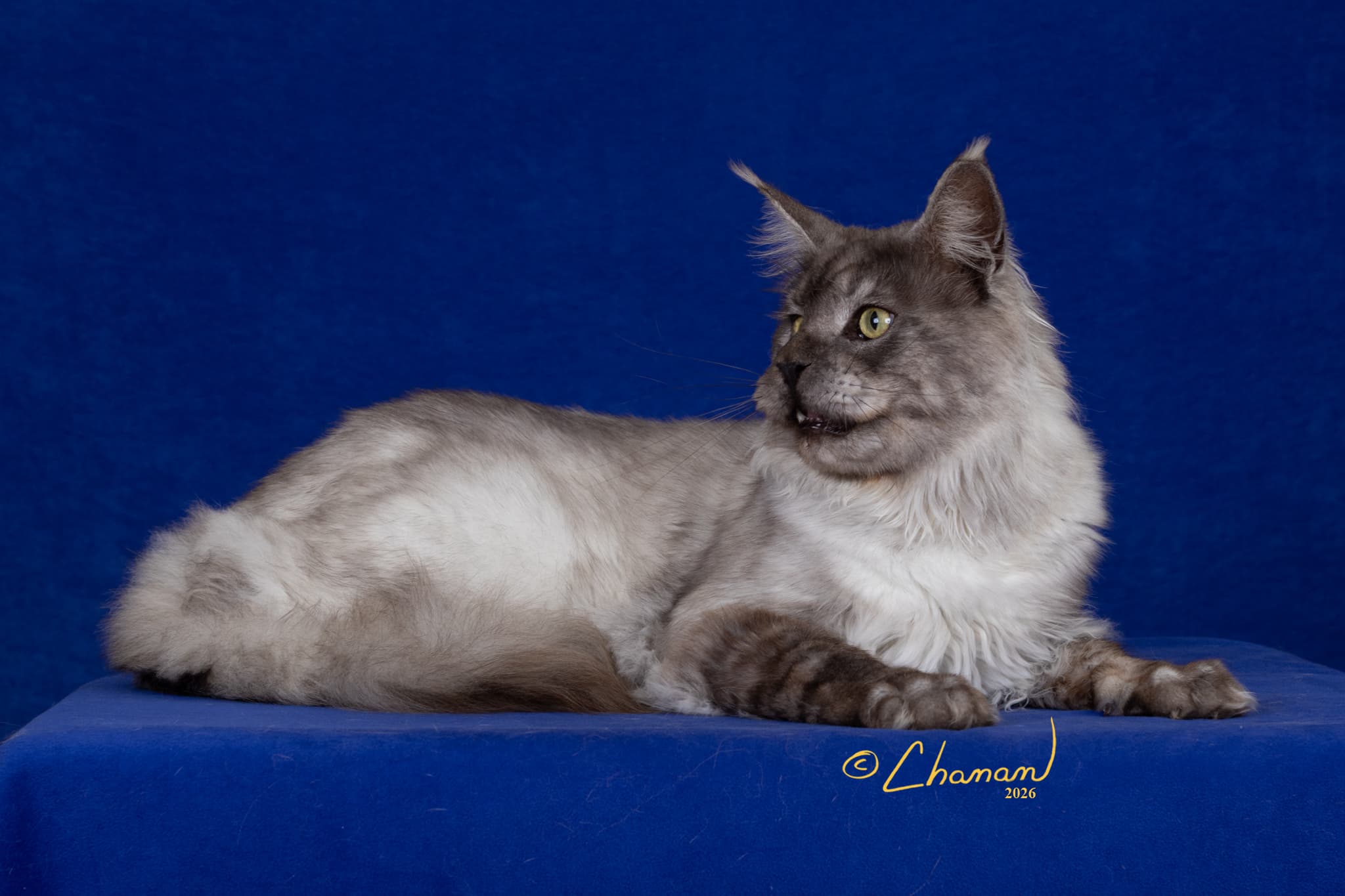 Koosh European champion black smoke Maine Coon TICA CFA registered Mindful Maine Coons