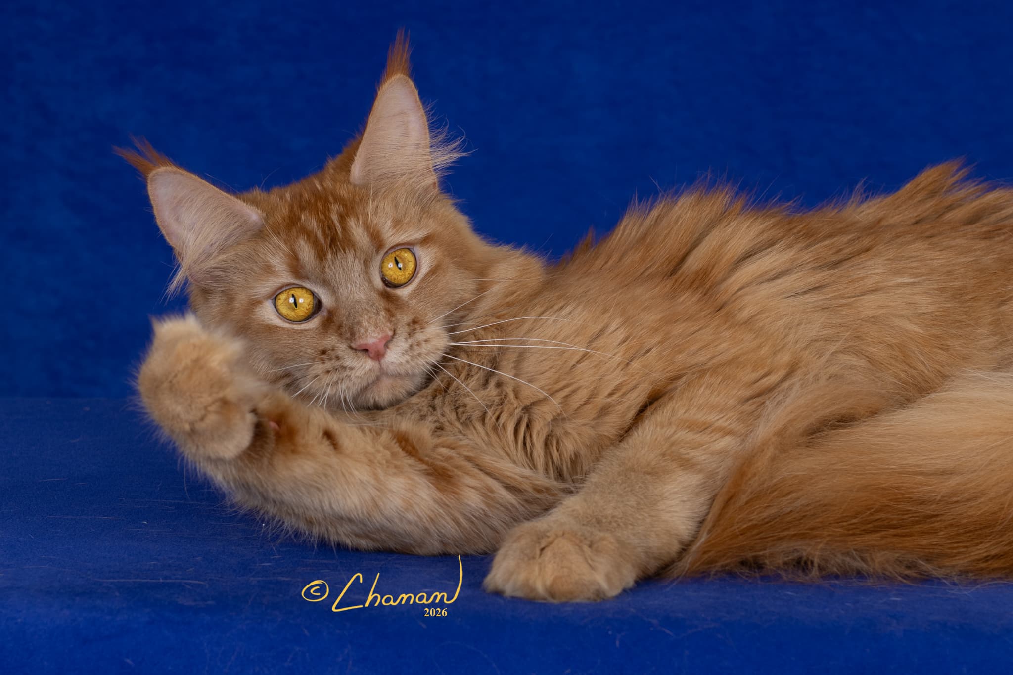 Lana European champion red Maine Coon queen TICA CFA registered Mindful Maine Coons