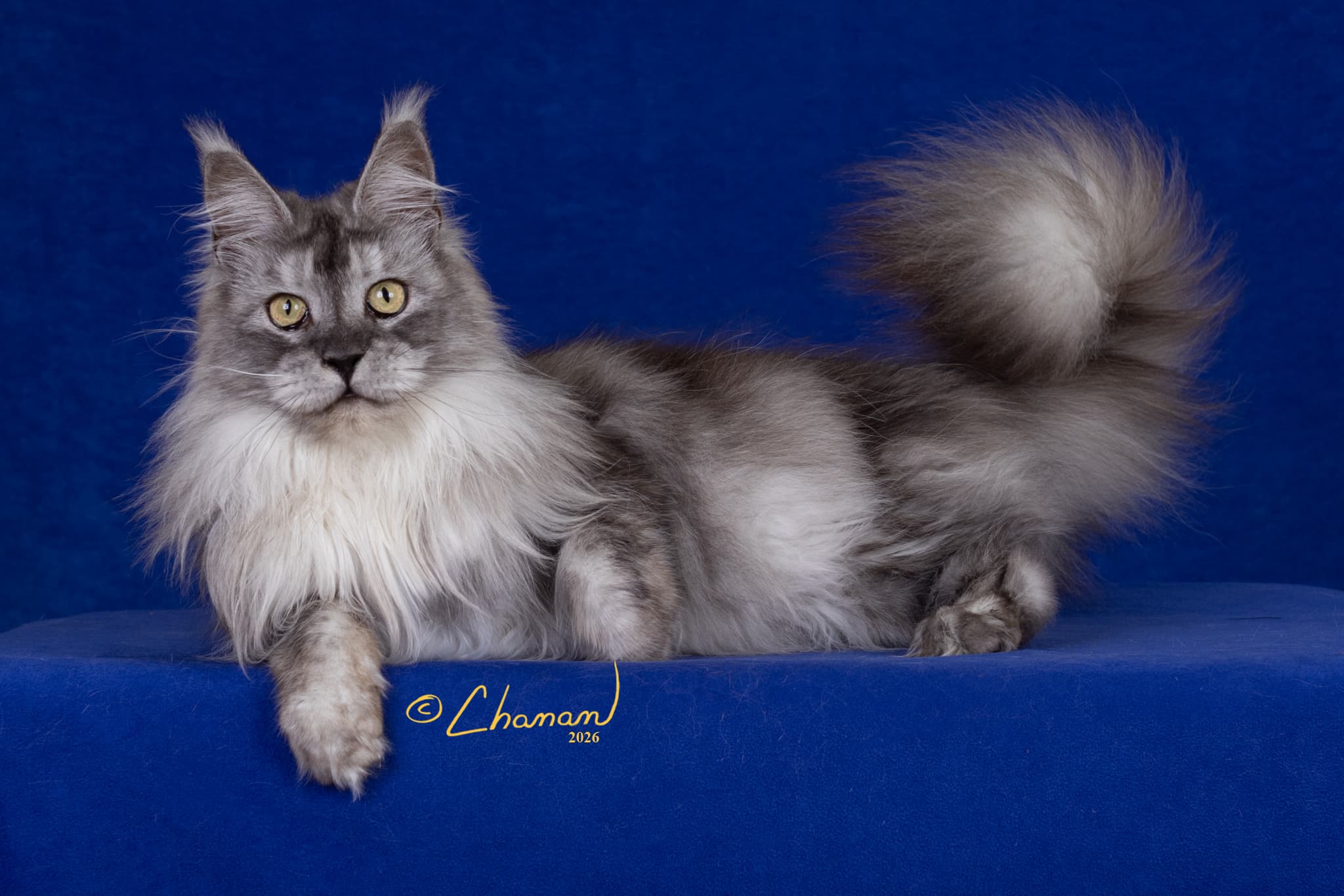 Onyx European champion black smoke Maine Coon queen TICA CFA registered Mindful Maine Coons