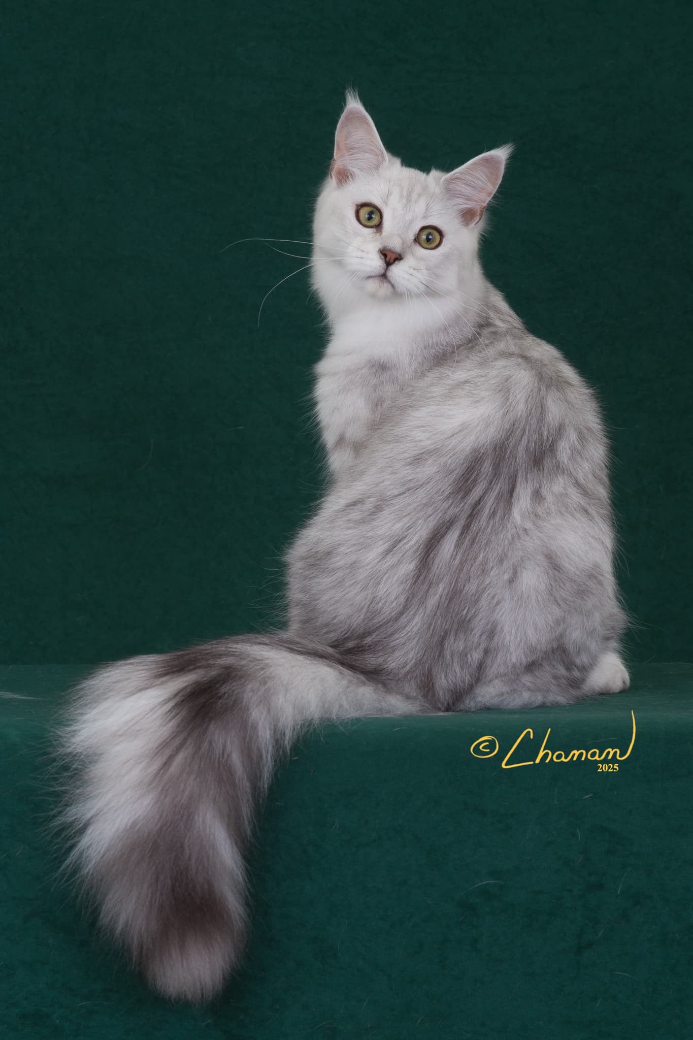 Weasel European champion blue silver shaded Maine Coon TICA CFA registered Mindful Maine Coons
