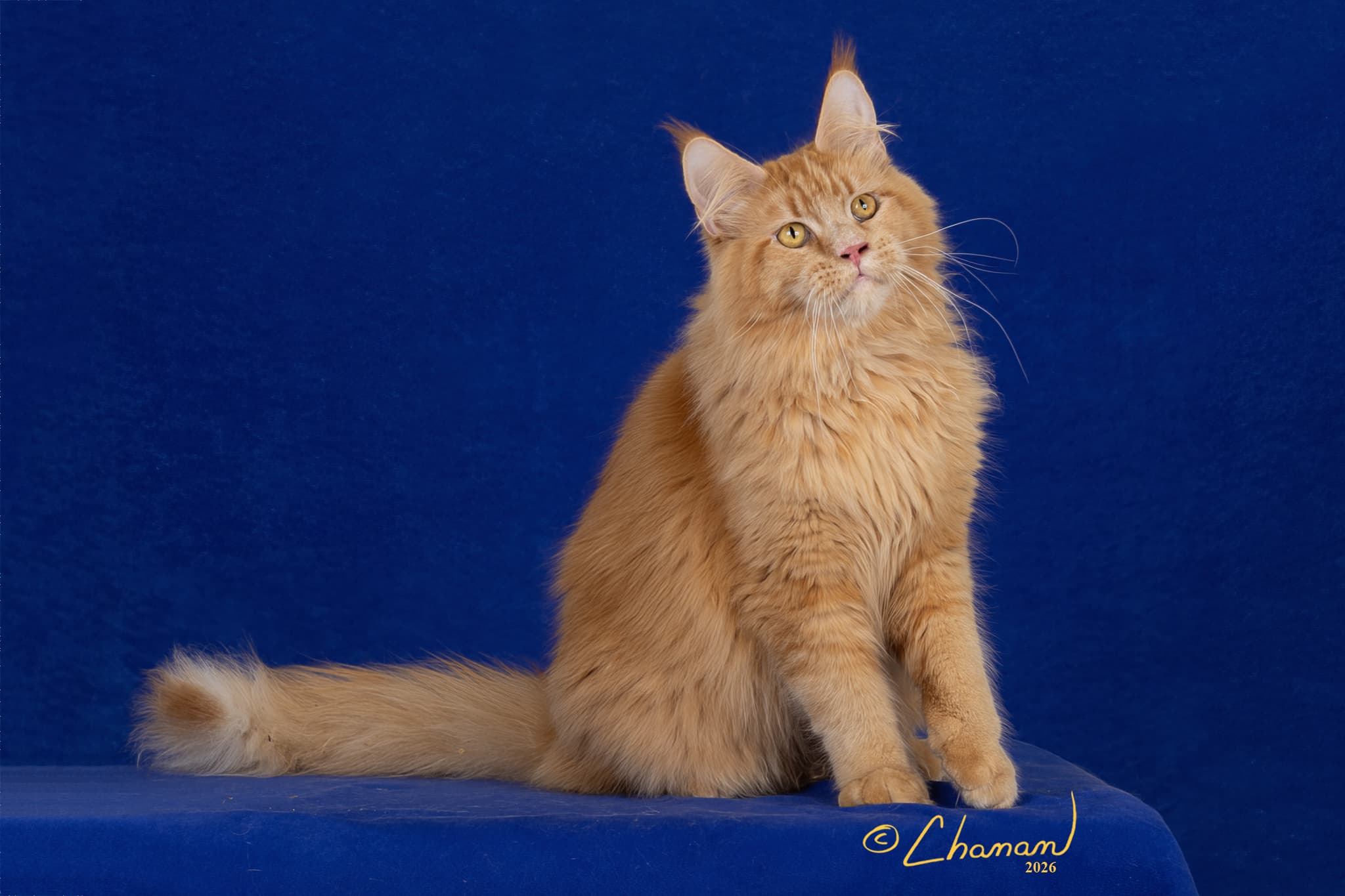 Yasha European champion red Maine Coon TICA CFA registered Mindful Maine Coons