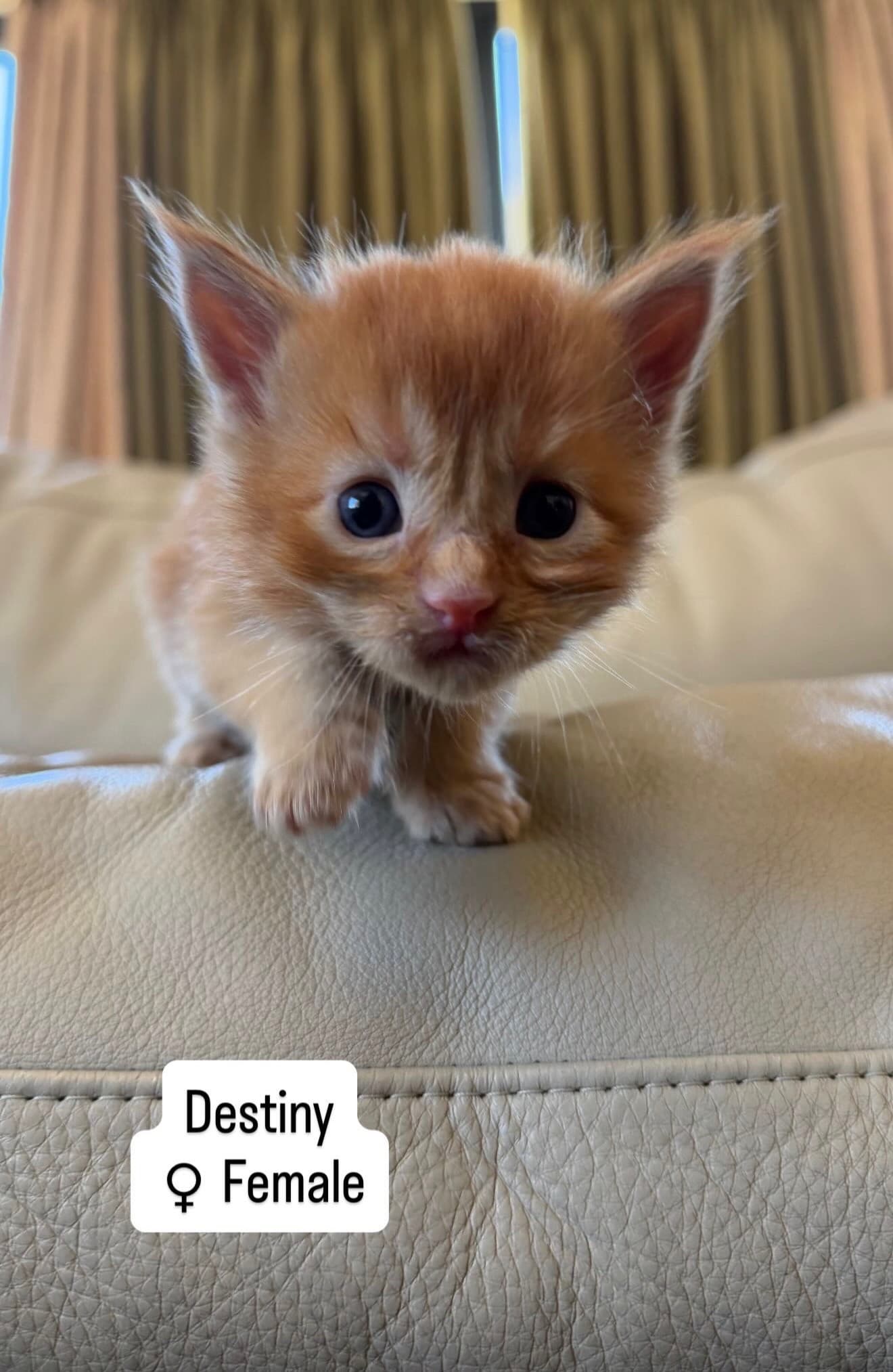 Destiny