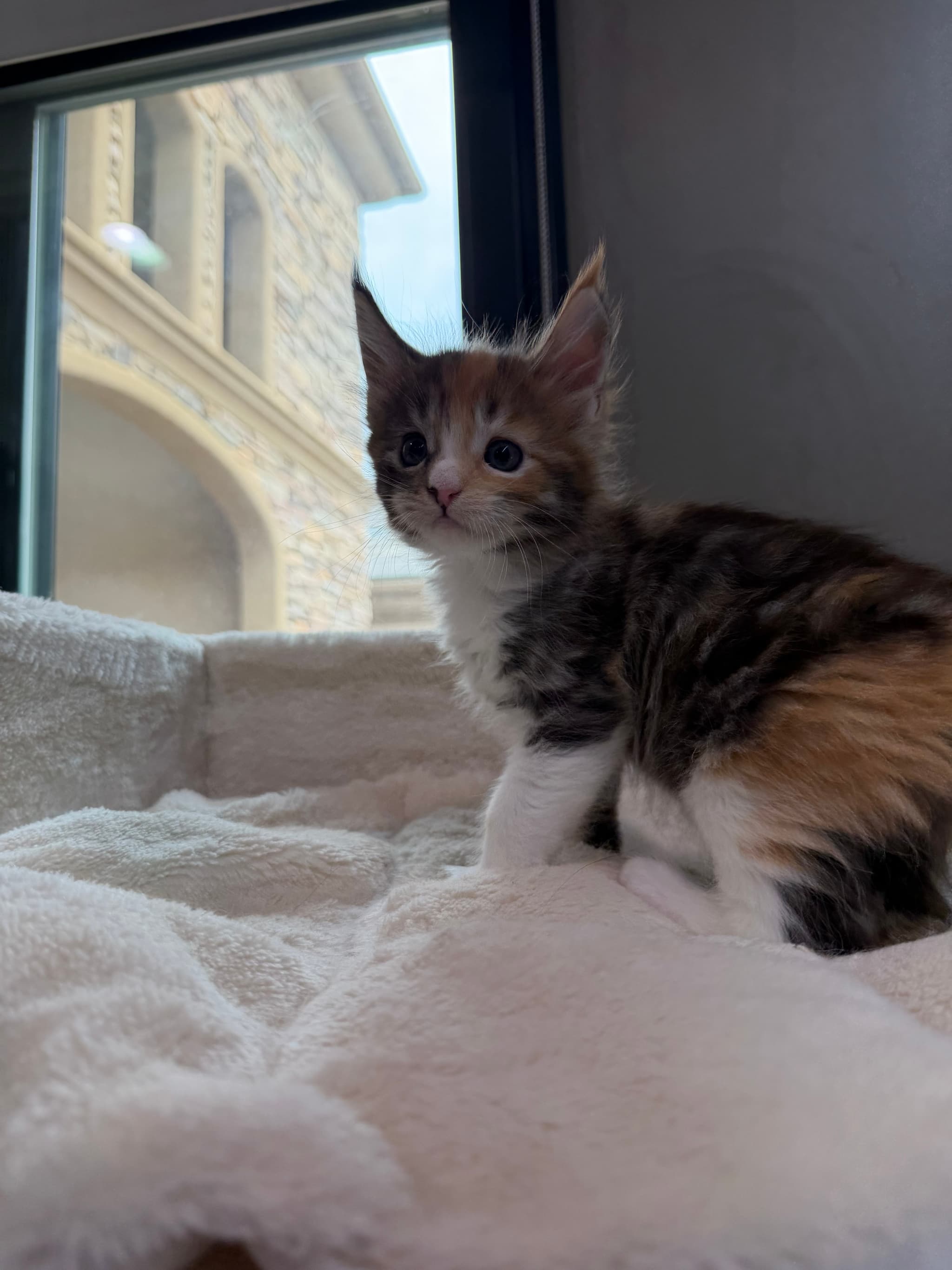 Rare calico male