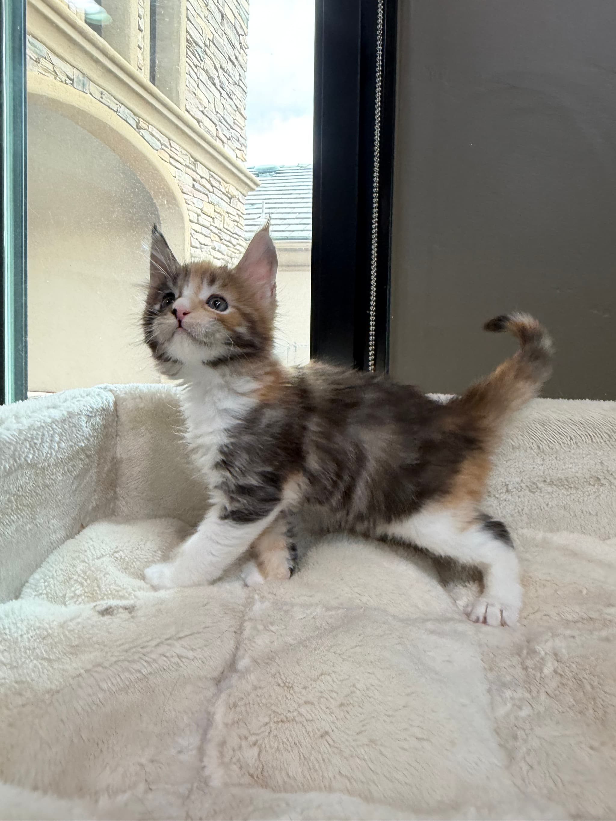 Rare calico male
