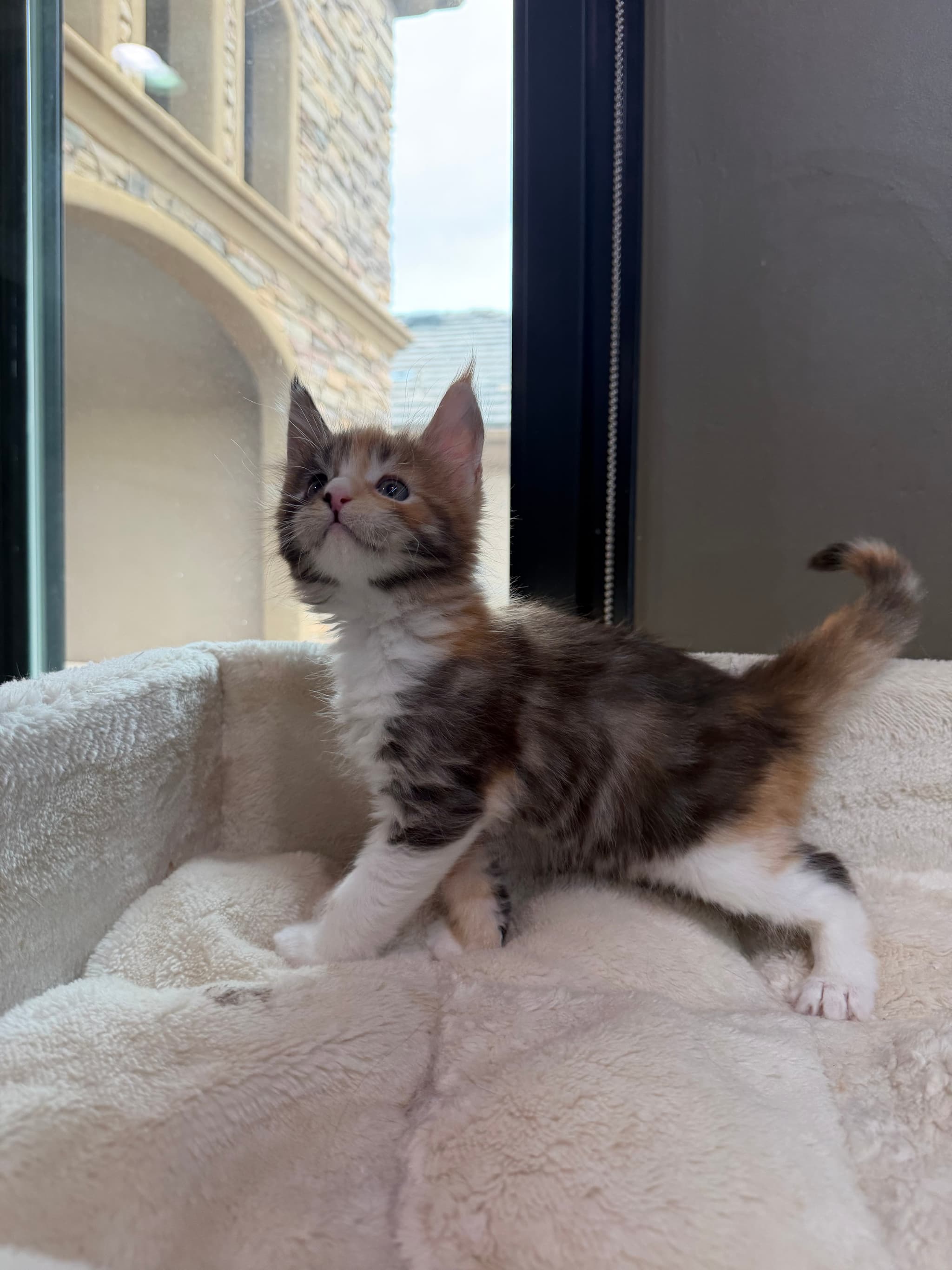 Rare calico male