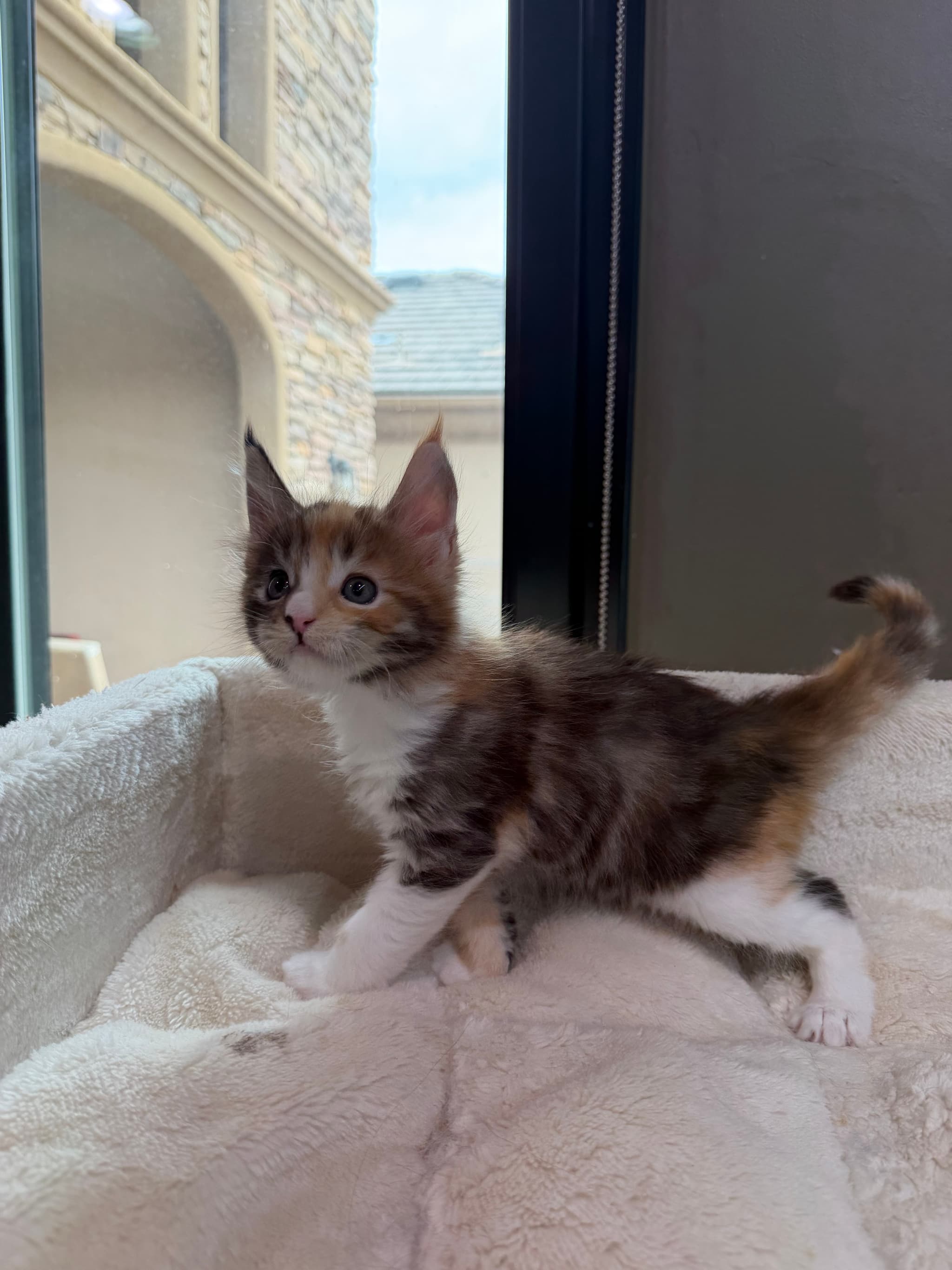 Rare calico male