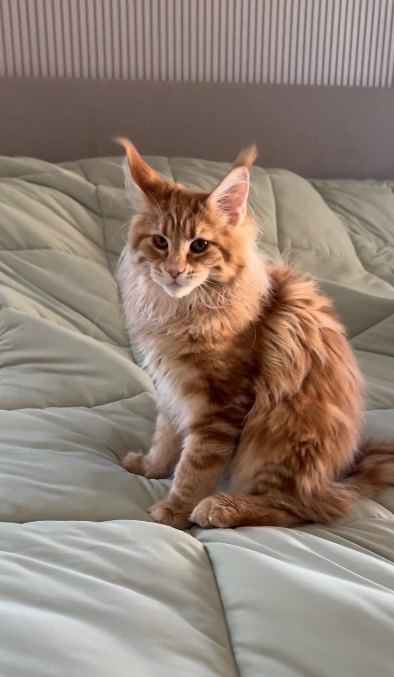 Red Tabby girl