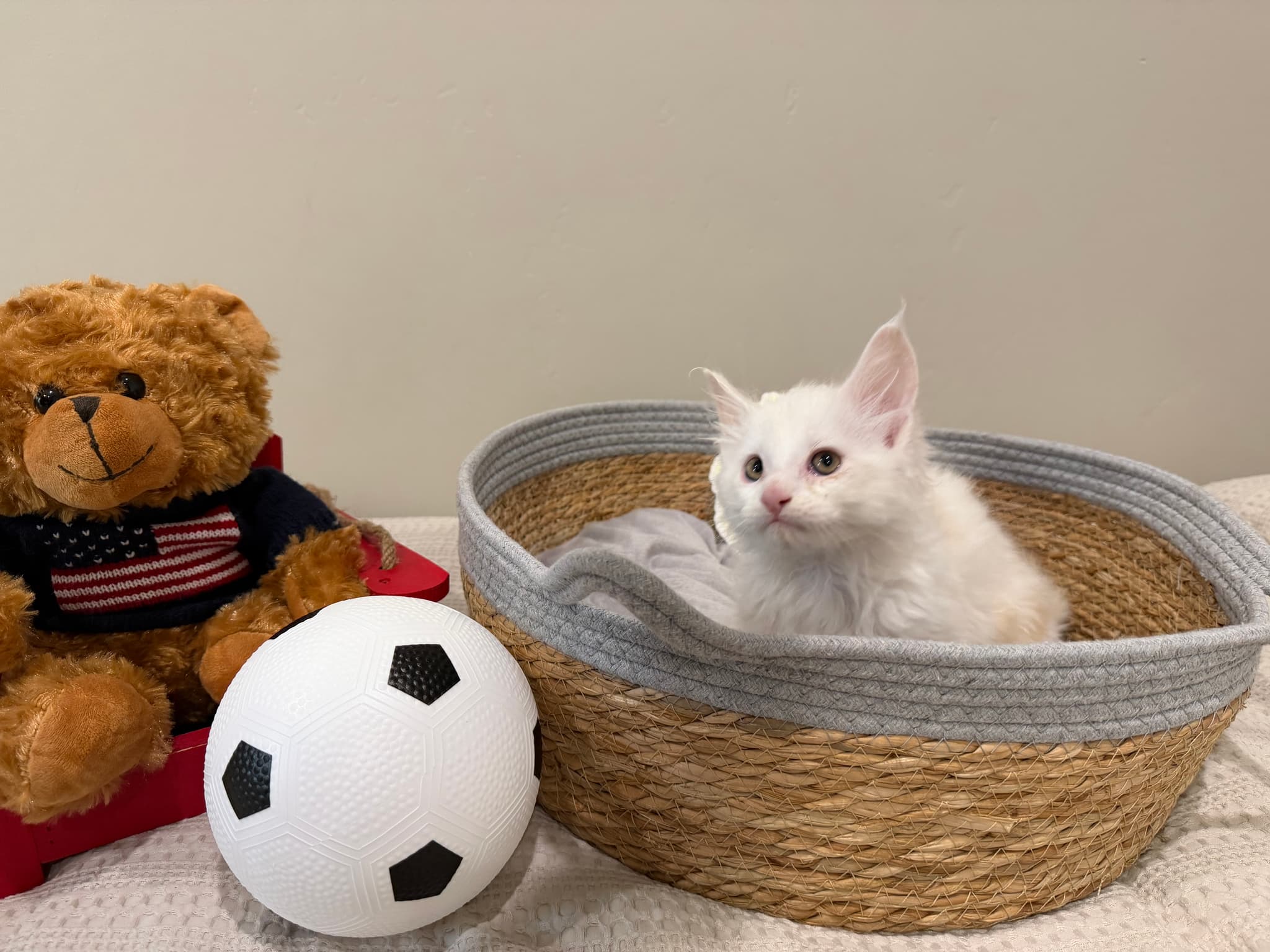 Maine Coon kitten for sale health tested European bloodline bred by champion TICA CFA parents Albert