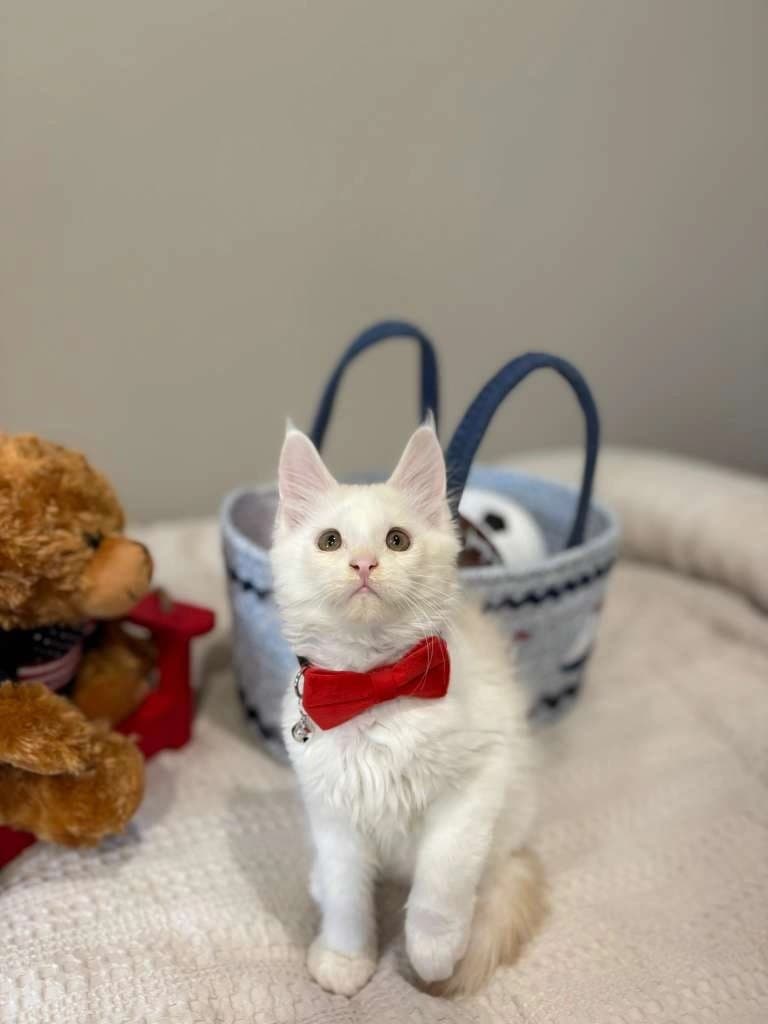 Albert Maine Coon kitten for sale health tested European bloodline bred by champion TICA CFA parents Albert