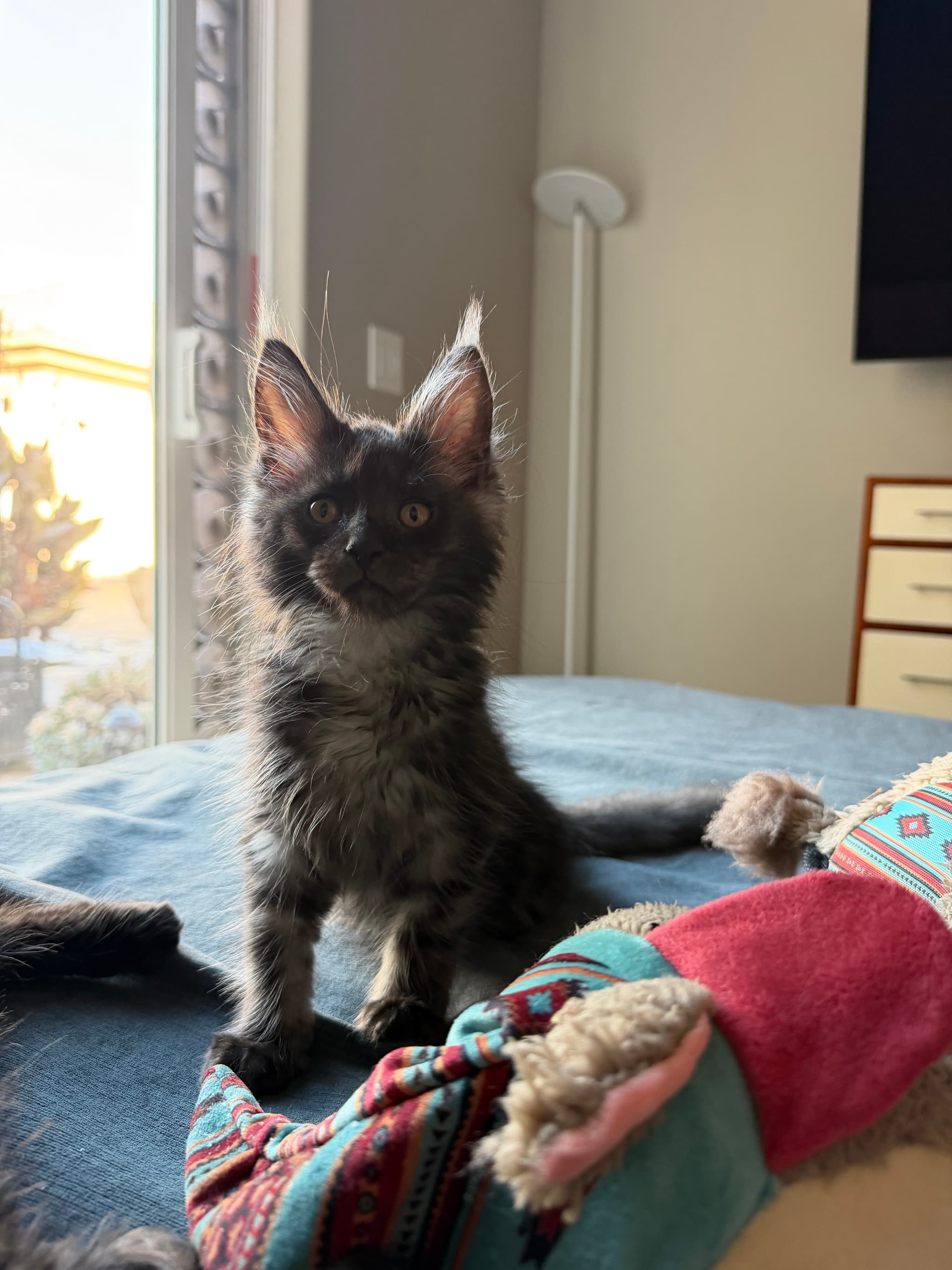 Callie CALLIE