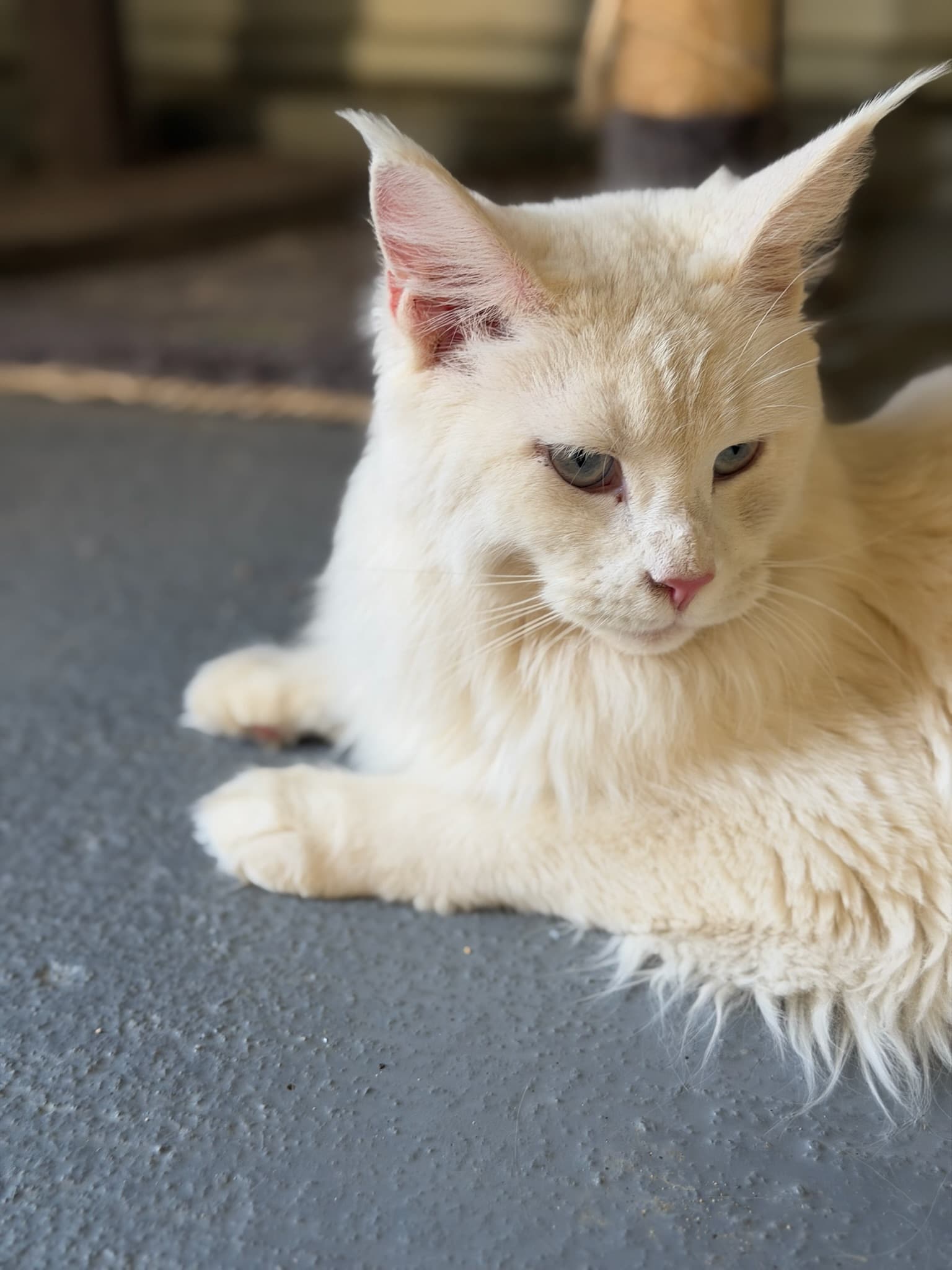 Snowball Snowball European champion white Maine Coon queen TICA CFA registered Mindful Maine Coons