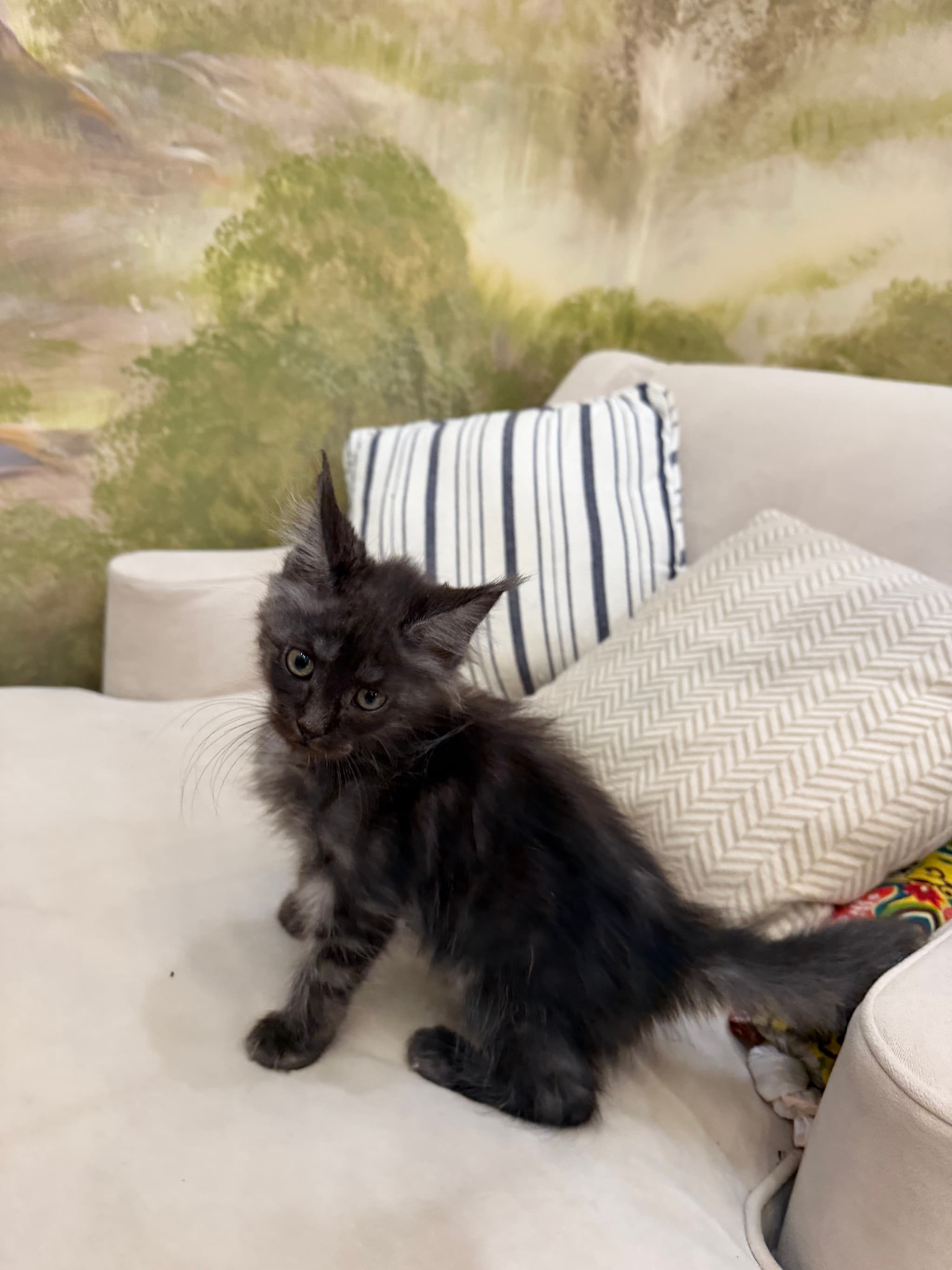 Cleo Cleo