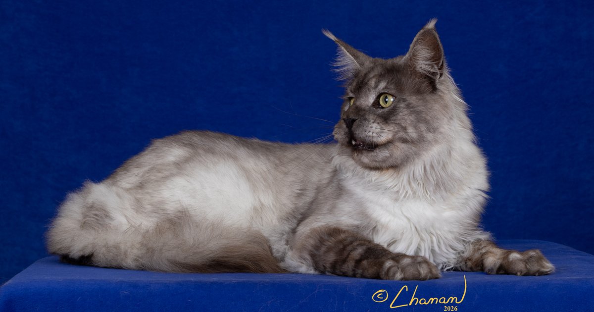 Maine Coon Gallery | Mindful Maine Coon Cattery